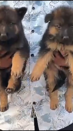top quality german shepherd puppies for sale in telugu +91 81792 31142 BGS pets #germanshepherdpuppy
