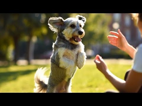 My Best Friend - Feel Good Music Tribute to Animals - Joyful Pop Song