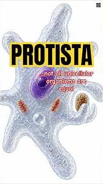 Protista vs Prokaryotes: The Difference You should Know