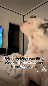 This happened last night… he’s still embarrassed. #argument #yelling #scream #dogmom #dogmomlife #tantrum #meltdown #frenchie #frenchbulldog #frenchies #dog #dogsofinstagram #reel #reels #tiktok #fyp #foryou #foryoupage | Walter Geoffrey