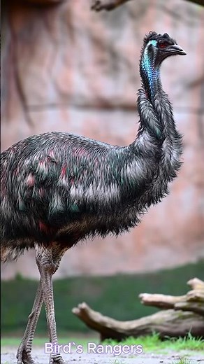 🌍 Meet the World's Second Largest Bird! 🐦🦵 The Majestic Emu of Australia #emubird