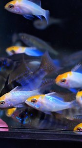Tropical Green Algae Wafers and Hi-Protien Discs XXL are great for bottom dwelling fish like your Bristlenose Pleco and your other fish will likely enjoy them too! 🐟➡️ https://www.natureaquariums.com.au/products/tropical-green-algae-wafers?_pos=1&_psq=Tropical algae waf&_ss=e&_v=1.0 #bristlenosepleco #fishfood #feedingfish #aquariumfish #algaewafer #tropical | Nature Pets & Aquariums