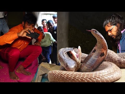 खतरनाक मंजर नाग नागिन का, एक साथ कैसे रेस्क्यू किया गया!😱 Venomous Nag Nagin Snake Rescue
