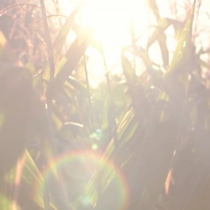 Ready to start urban farming? 🌞 Ensure your plants get enough sunlight, water, and good air circulation. Pechay is perfect for beginners—it's easy to grow and ready to harvest in just 30 days! Use Growell potting medium, plant the seeds, and water daily. Monitor soil moisture, and you'll have fresh pechay in no time! Products used: Pechay Seeds of Hope, Growell Potting Medium, Vermicast, Shallow Planting Tray, Mist Sprayer. Ready to order? Message us on Facebook or Instagram, or reach out direc