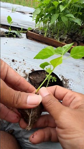 Tricks and tips for planting cayenne pepper seeds -Agriculture farming #shorts
