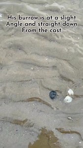 58K views · 167 reactions | What to look for when pumping for lugworm #fishing #bait #fyp #lugworm #worms #seafishinguk #fishingstories #tipsandtricks | Danny Skinner | Facebook