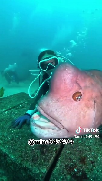 Exploring Fascinating Sea Creatures and Marine Life