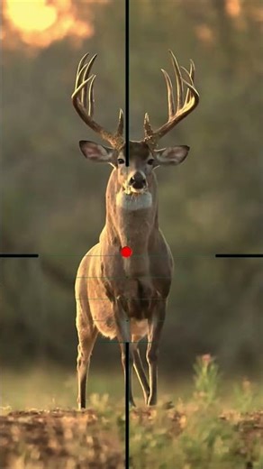 Red Deer Hunting | Caccia al cervo rosso | Jacht op edelherten