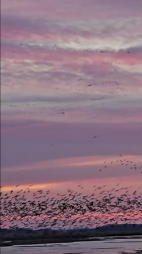 Watch Sandhill Cranes Take Flight in Kearney, Nebraska 🦆🔎😲 #shorts #sandhillcranes #nebraska