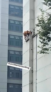 The goat or domestic goat (Capra hircus) is a species of goat-antelope that is mostly kept as livestock. It was domesticated from the wild goat (C. aegagrus) of Southwest Asia and Eastern Europe. The goat is a member of the family Bovidae, meaning it is closely related to the sheep. It was one of the first animals to be domesticated, in Iran around 10,000 years ago. Goats have been used for milk, meat, wool, and skins across much of the world. Milk from goats is often turned into cheese. In 2022