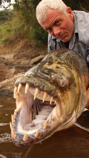 🦈Goliath Tigerfish dangerous fish// Sri info (Tamil)