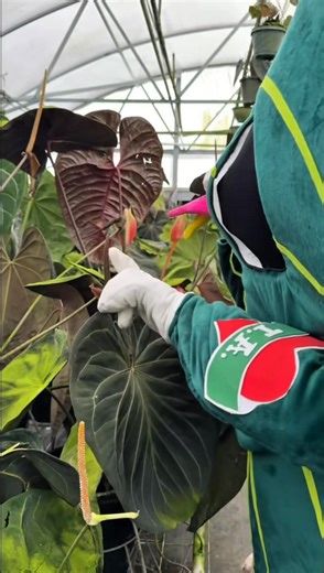 Roses are red Violets are blue Anthuriums have inflos And stripey knows what to do! 😏😉 Happy Valentine’s Day from the International Aroid Society. May your plants bloom and pollen be plentiful. | International Aroid Society