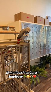 Come and say hi to Lily at @jrmailboxplus!👋 She’s ready to help you with all your mailing and shipping needs.💌📦 📍6675 S Custer Rd Ste 500 McKinney Tx www.jrmailboxplus.com 📞972-810-7447 #shippingstore #jrmailboxplus #smallbusiness #packwithcare #playwithlily | JR Mailbox Plus