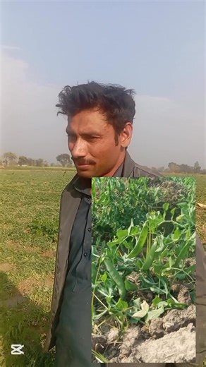 “High Yield Pea Crop | Excellent Pea Growth, Topping & Amino Acid Spray Results | Potash SOP Benefits” In this video, we are showing a pea crop grown by our farmer brother. The peas are showing excellent growth, and the topping (tuwai) has been done perfectly. The crop is giving a very strong and healthy yield. The farmer applied: Potash SOP through flooding Amino Acid spray on the pea plants The Amino Acid and SOP fertilizer have shown very positive results on the crop This video explains how t