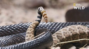 4.7M views · 55K reactions | Proportionnellement à sa taille, le serpent roi est le constricteur le plus puissant de la planète. Ce jeune crotale, en l'affrontant, fait face au plus grand défi de sa courte vie. Qui l'emportera ?  Retrouvez les plus venimeux des prédateurs, tous les mercredis à 20.45 sur National Geographic Wild, canal 116 #MoisDesSerpents | Nat Geo Wild France | Facebook
