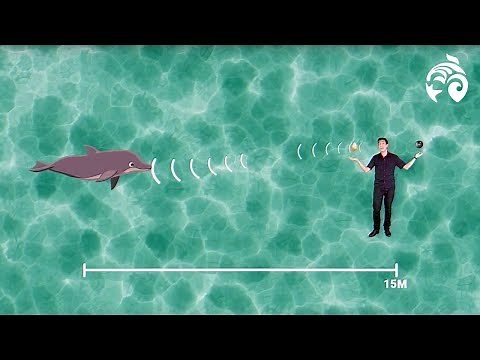 What is Echolocation? | Brain Waves Episode 5