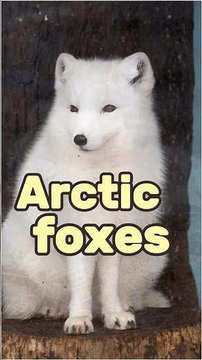 How Arctic Foxes Survive in Harsh Conditions #nature #arcticfox