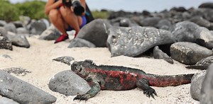 Five ways to be a responsible wildlife tourist