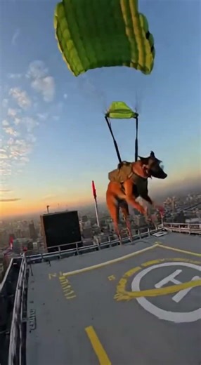 Watch This K9 Bolt Across a Rooftop After the Drop