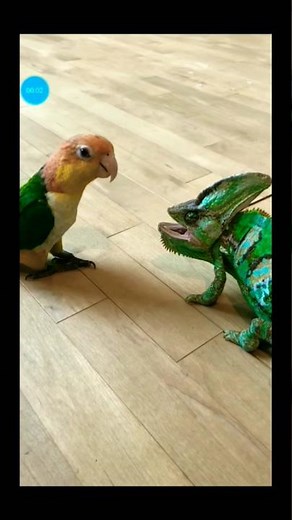 Polly Parrot From Peppa Pig Meets Rango The Chameleon !!!!#shorts