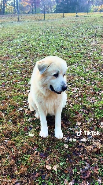 That little one has some nerve coming over here barking. #greatpyrenees #livestockguardiandog
