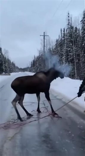 Man Frees Moose Tangled in Live Power Lines on Icy Road ⚡🦌❄️