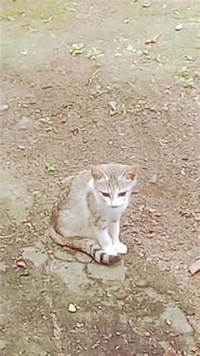 #ccat #catvideos #cat