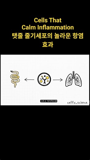 [Paper Explained] The Real Reason Doctors Are Focusing on Umbilical Cord Cells