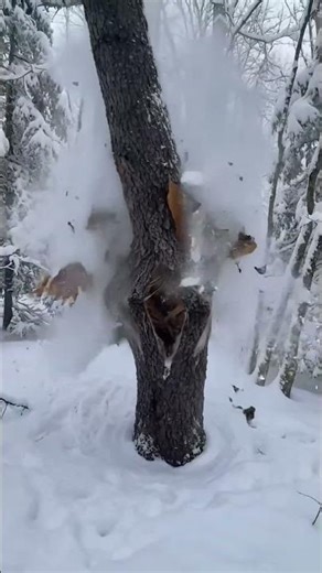 Why Trees Explode in Extreme Cold ❄️💥