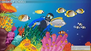 Best Marine Science and Marine Biology Programs: List of Top Schools