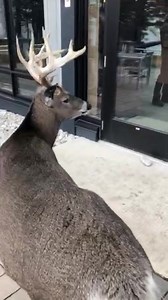 Long Range Hunter on Reels