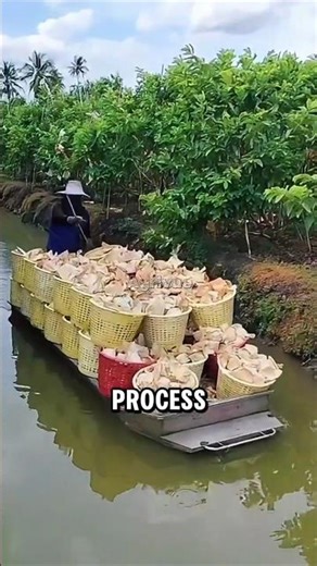 This Smart Guava Farming System Boosts Yield and Efficiency