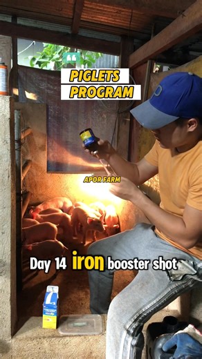 846K views · 10K reactions | Piglets program simula pinanganak  | APOR FARM | BACKYARD LEVEL #buhayhograisers #raisingpigs #pig #fbreels2025 #fypシ゚viralシ #fbreelsfypシ゚viral #highlightsシ゚ #fypviralシ #fbreelsvideo #fyp #everyone #highlights #fblifestyle | Apor Farm and Trading | Facebook