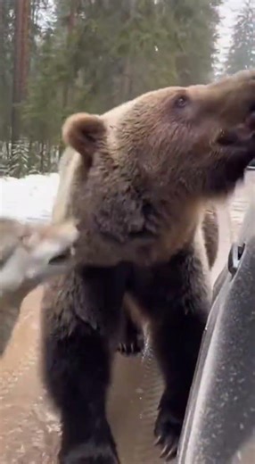 Baby Bear Rescue: Mother Bear's Brave Escape from Wolves #WildEncounter