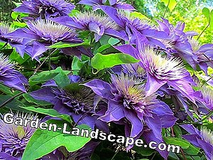 Plants: Clematis 'Multi Blue' - care and cutting | 2025