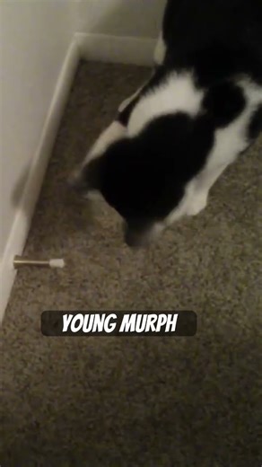 Cat smacking door stop #roanokeva