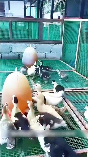 Modern Duck Farming: How Ducklings Get the Best Start! 🦆✨