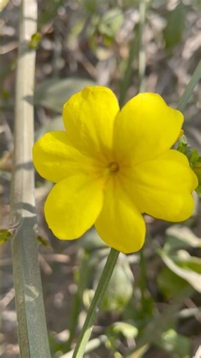 Yellow Flowers 🌼 Spring Garden Magic #shorts #villagelife #tranding #shorts #cute #flowers #flower