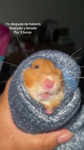 Cómo cuidar a tu hamster: tips prácticos