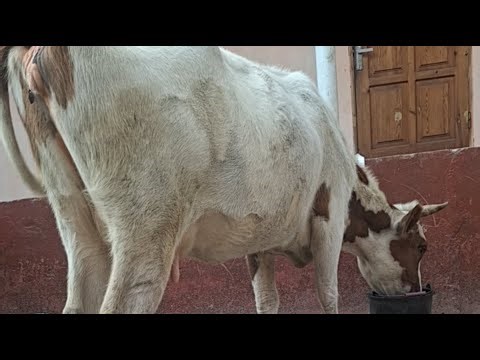 Chorva Foyda efirda! 91 607 04 14