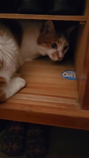 Large cats love cramped spaces #shorts