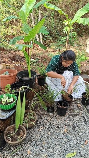 Lemon Button Fern | Button Fern | Nephrolepis Cordifolia Duffi | Home Garden