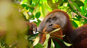 Vanaf 5 april te zien! Een natuur docu die je herinnert aan het feit dat we allemaal in hetzelfde team zitten. Kippenvel incoming… | Netflix
