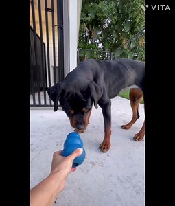 BLYSS They said she was named Blyss but she doesn’t seem to recognize her name. She is a sweet looking girl but afraid of her surroundings and wants to be by someone. She doesn’t seek too much affection. She was clearly not well taken care. She smelled really bad as if she was kept outside or in a soiled cage, her black skin was opaque as if she never had a bath before. She is very skinny at 56 Lbs She went straight to the vet, the good news is that she was negative for heartworms and other bloo