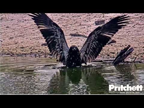 SWFL Eagles ~ E26 ADVENTURES Playing At Pond, BOTTOM DIPS & STICK SURFING! E SOARS THE SKIES 4.14.26