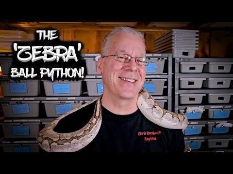 The 'Zebra' Ball Python Gene!