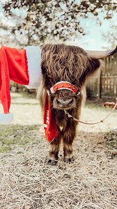 77 reactions · 6 comments | Moo  is ready for Christmas!! #highlandcow #minihighland #minihighlandcow #scottishhighlands #scottishhighlandcattle #minicow #cows #ilovecows #udderlyadorable @udderlycutee @cows_my_love @cows_my_loves @cows._daily @inscowgram #adorableanimals #holidayspirit #holidayvibes #christmasvibes | Flowertown Charm | Facebook