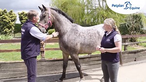 Regularly taking your horses temperature so that you know what’s normal for them and to help them get used to the feeling can be really beneficial. 🐴 Here Petplan Equine vets Juliette Edmonds and Gil Riley show us how to take the temperature. 🌡 | Petplan Equine