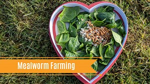 DIY Mealworm Farming | Meyer Hatchery Blog 2019