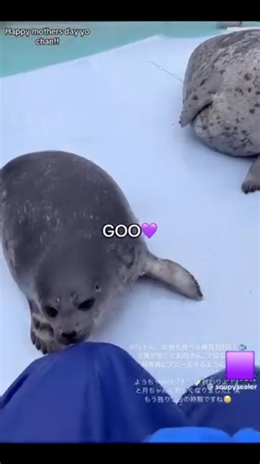 ♡ Sunrise Seals ♡ on Instagram: "Tsuki Chan being a noisy girl 🦭 • • • Please DM or comment for credit or removal. All posts are intended for entertainment purposes, and will be taken down if requested. Tags: #seal #seals #sealpup #sealpost #sealposting #sealanimal #cuteseal #cuteseals #cuteanimal #cuteanimals #pinniped #foca #phoque #azarashi #海豹 #nerpa #нерпа #тюлень #tsuki #tsukichan #tsukiseal #tsukichanseal #yochan #yochanseal #tokkari #tokkaricenter Video sourced from @tokkaricenter_offic